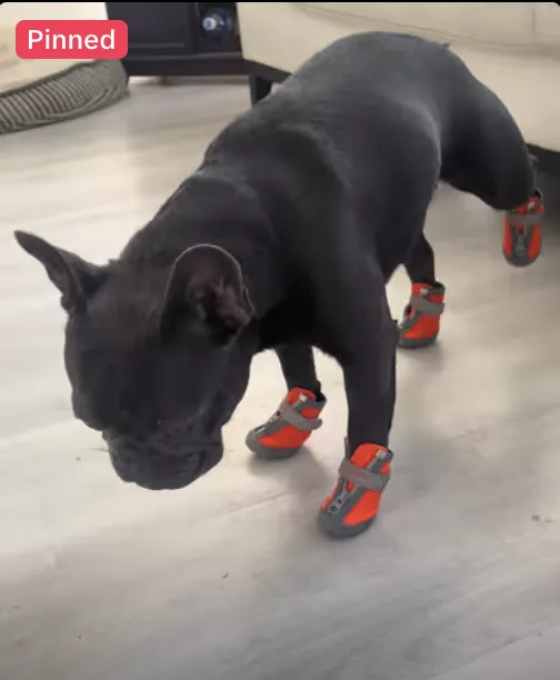 Frenchie got shoes for the first time!!!